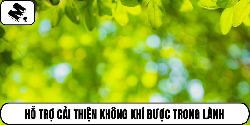 Hỗ trợ cải thiện không khí được trong lành