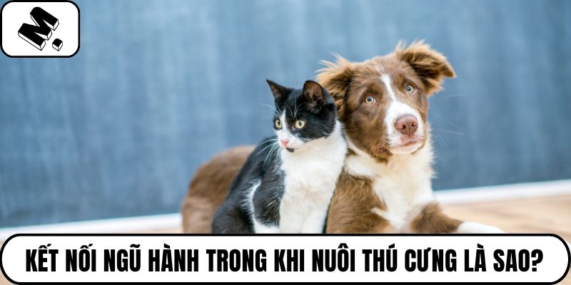 Kết nối ngũ hành trong khi nuôi thú cưng là sao?