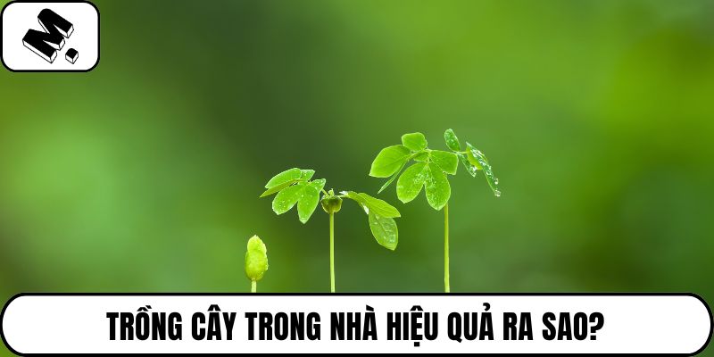 Trồng cây trong nhà hiệu quả ra sao?